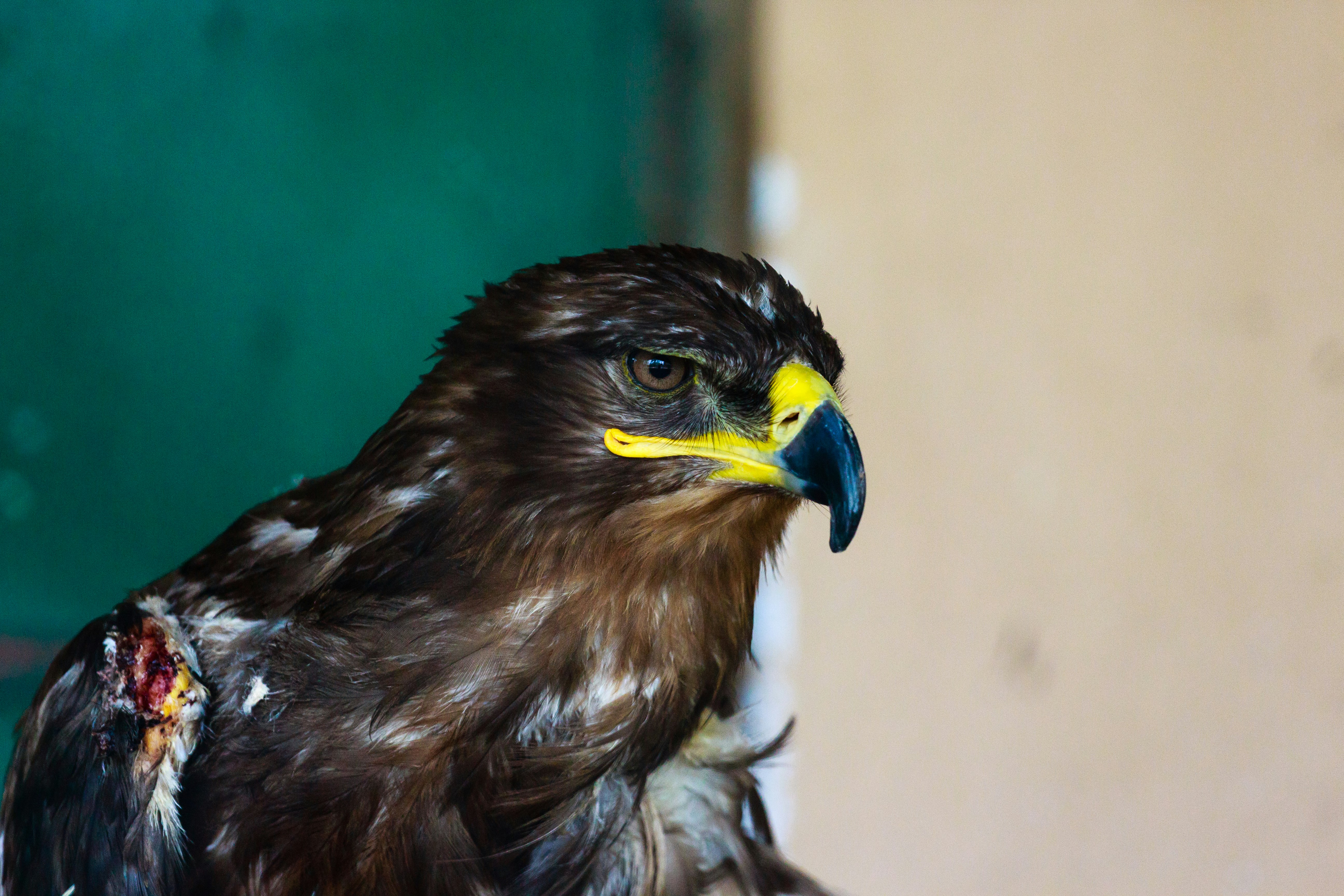 selective focus photography of eagle